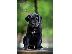 PoulaTo: Cane Corso